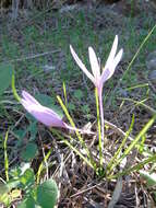 Image of Colchicum cupanii Guss.