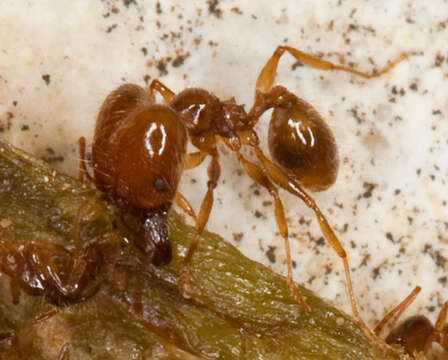 Image of Pheidole pallidula (Nylander 1849)