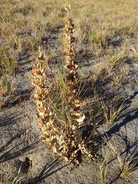 Penstemon acuminatus var. latebracteatus N. Holmgren的圖片