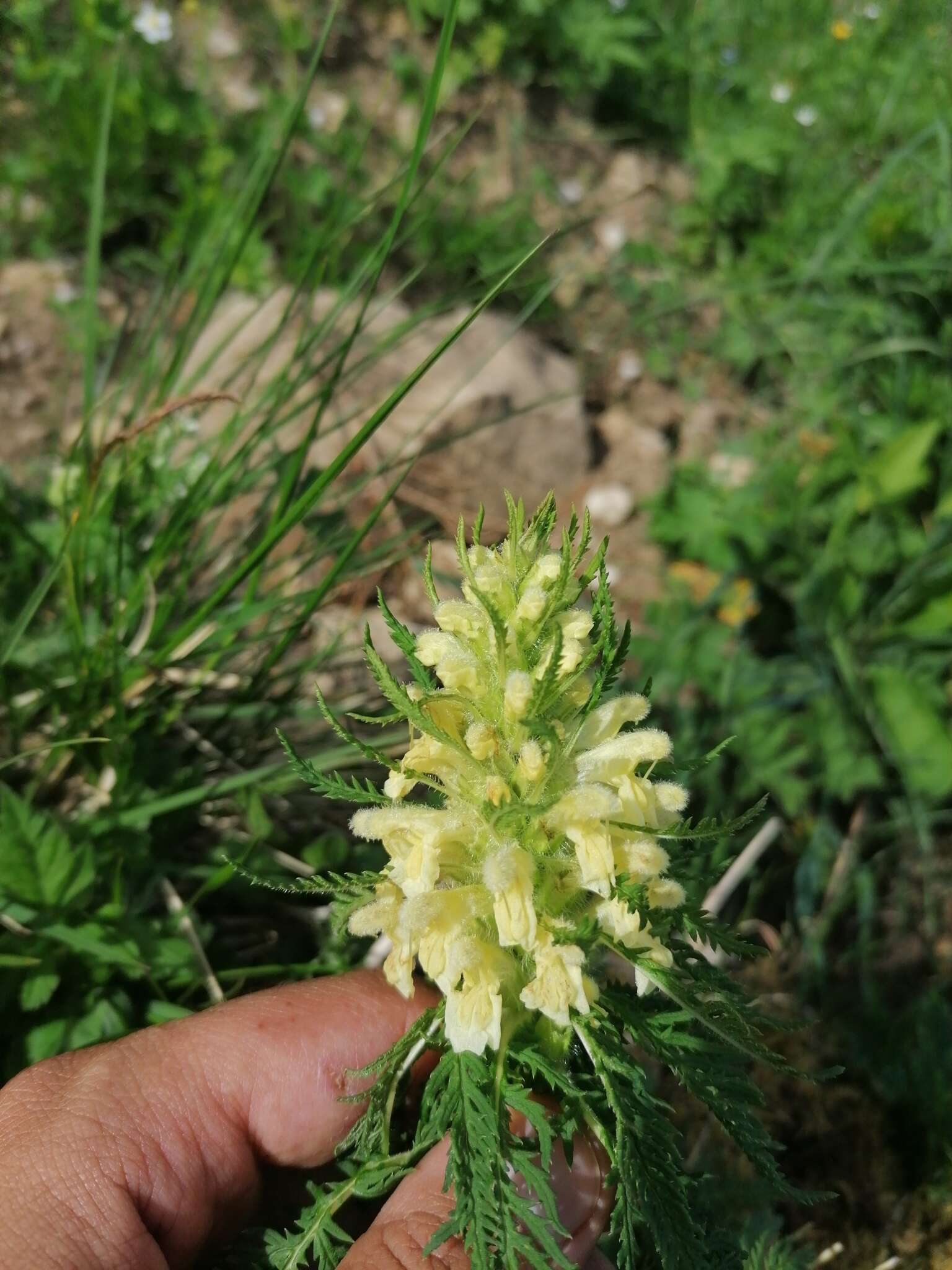 Imagem de Pedicularis foliosa L.