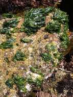 Image of Sea lettuce