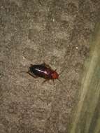 Image of Broad Wood Cockroach