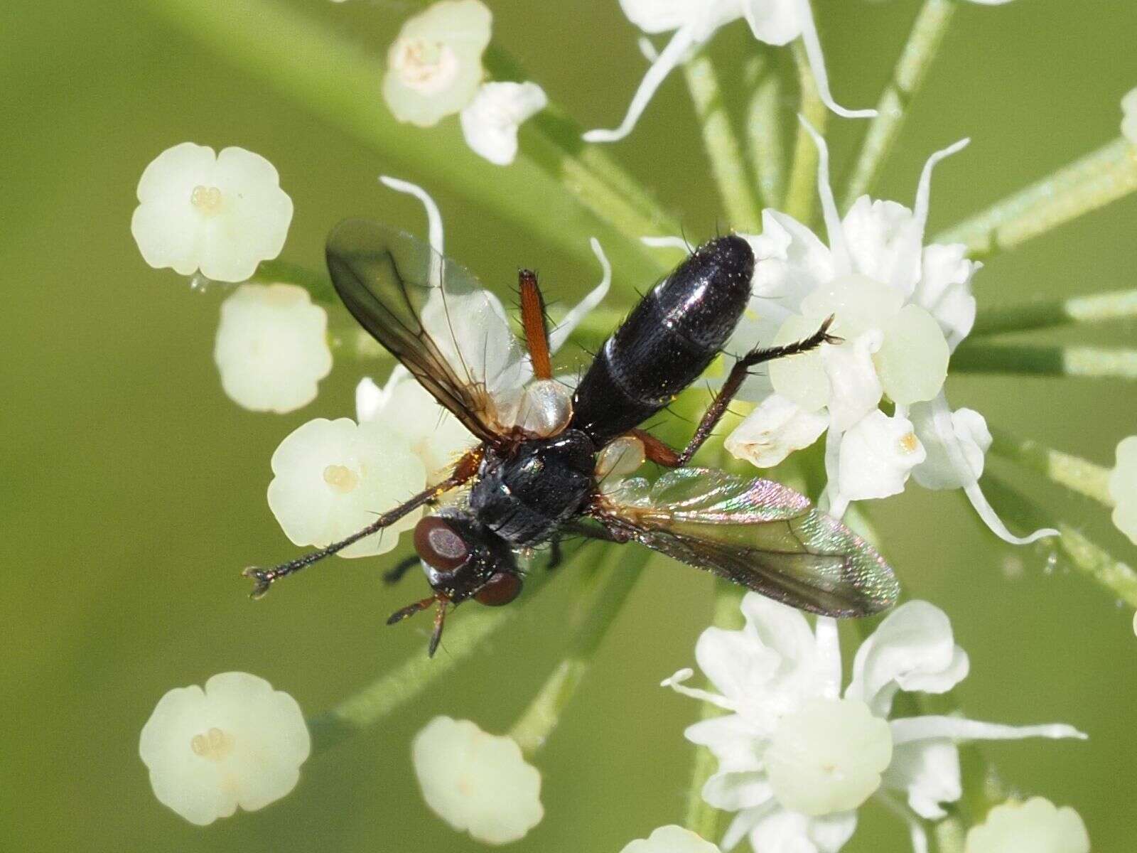 Image of Cylindromyia rufipes (Meigen 1824)