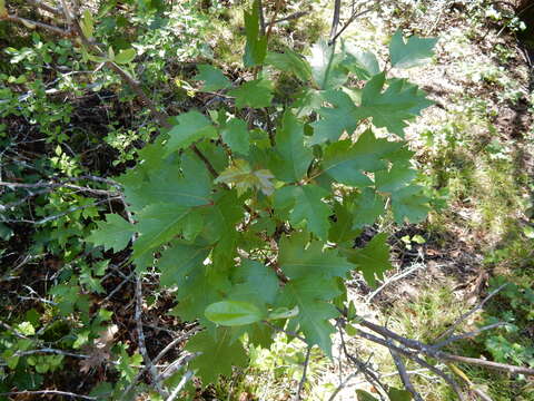 Image of eastern poison ivy