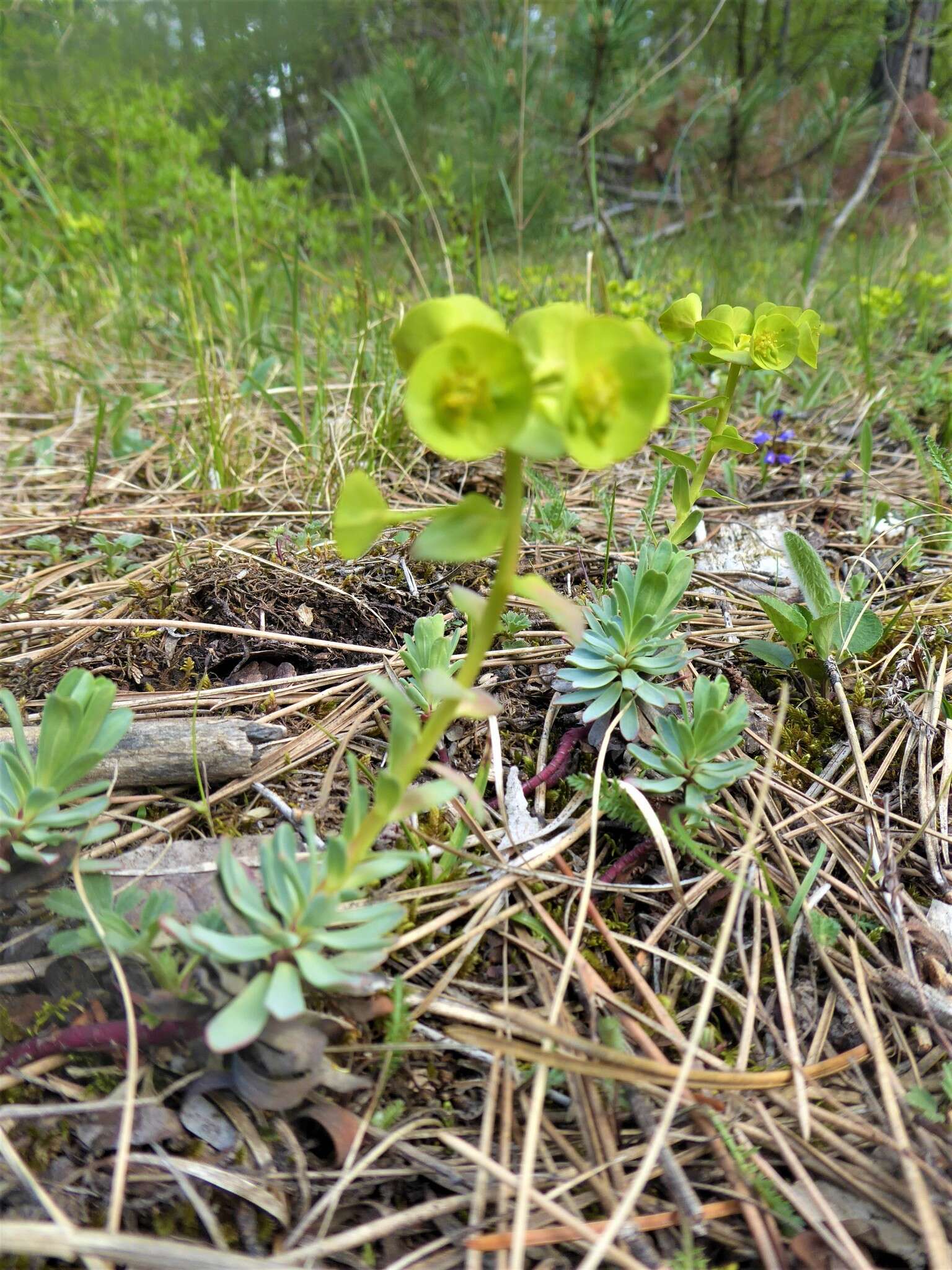 Sivun Euphorbia saxatilis Jacq. kuva