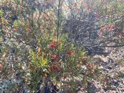 Image de Dodonaea lobulata F. Müll.