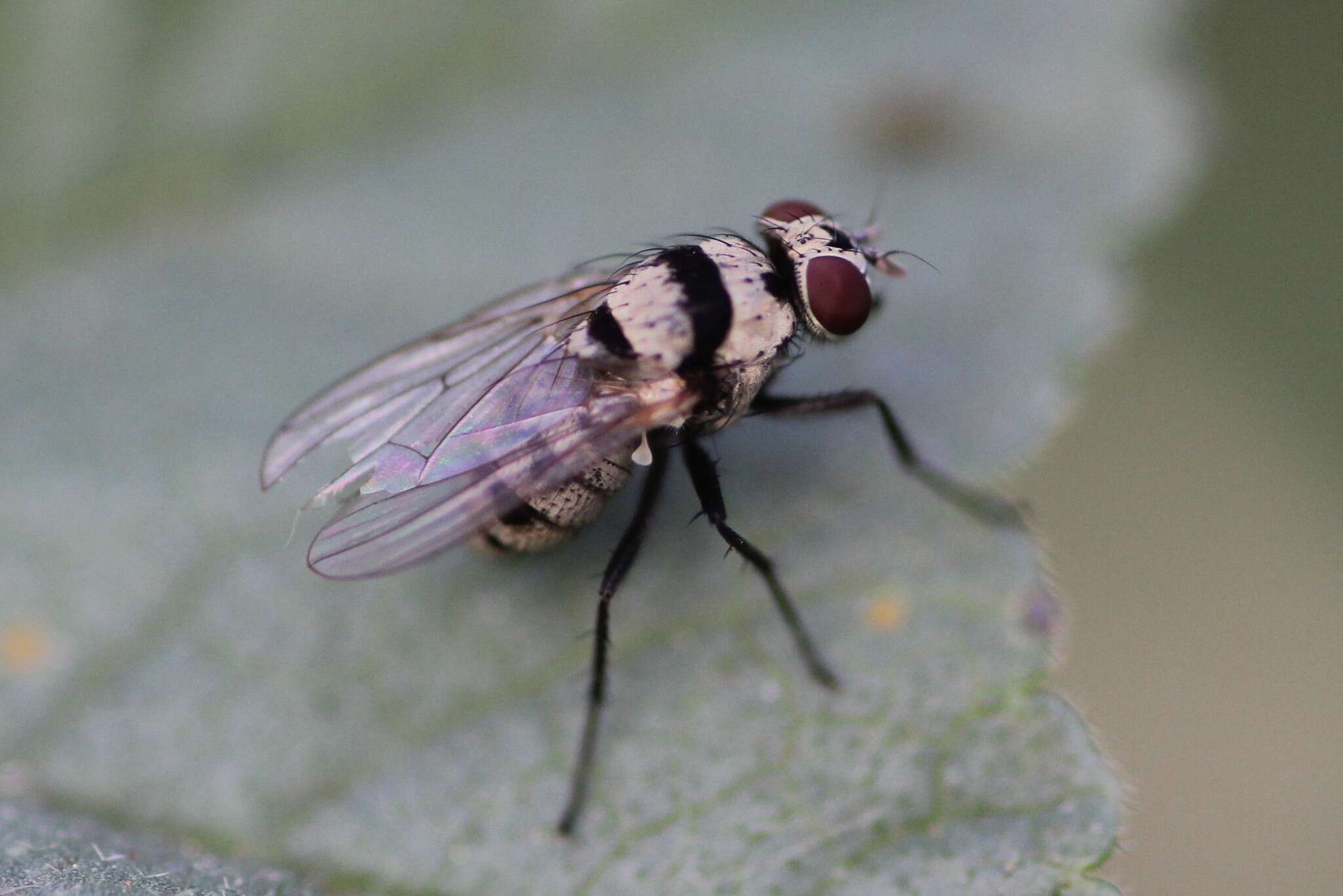 Sivun Anthomyia silvestris Colless 1982 kuva