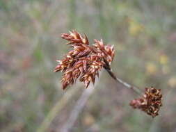 Image of Apodasmia brownii (Hook. fil.) B. G. Briggs & L. A. S. Johnson