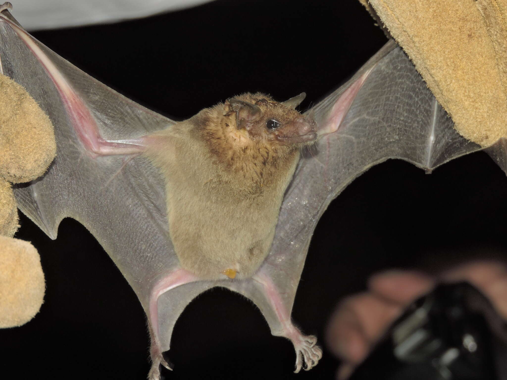 Image of Lesser Long-nosed Bat