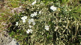 صورة Cerastium pedunculatum Gaudin