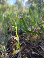 Image de Ophrys scolopax subsp. apiformis (Desf.) Maire & Weiller