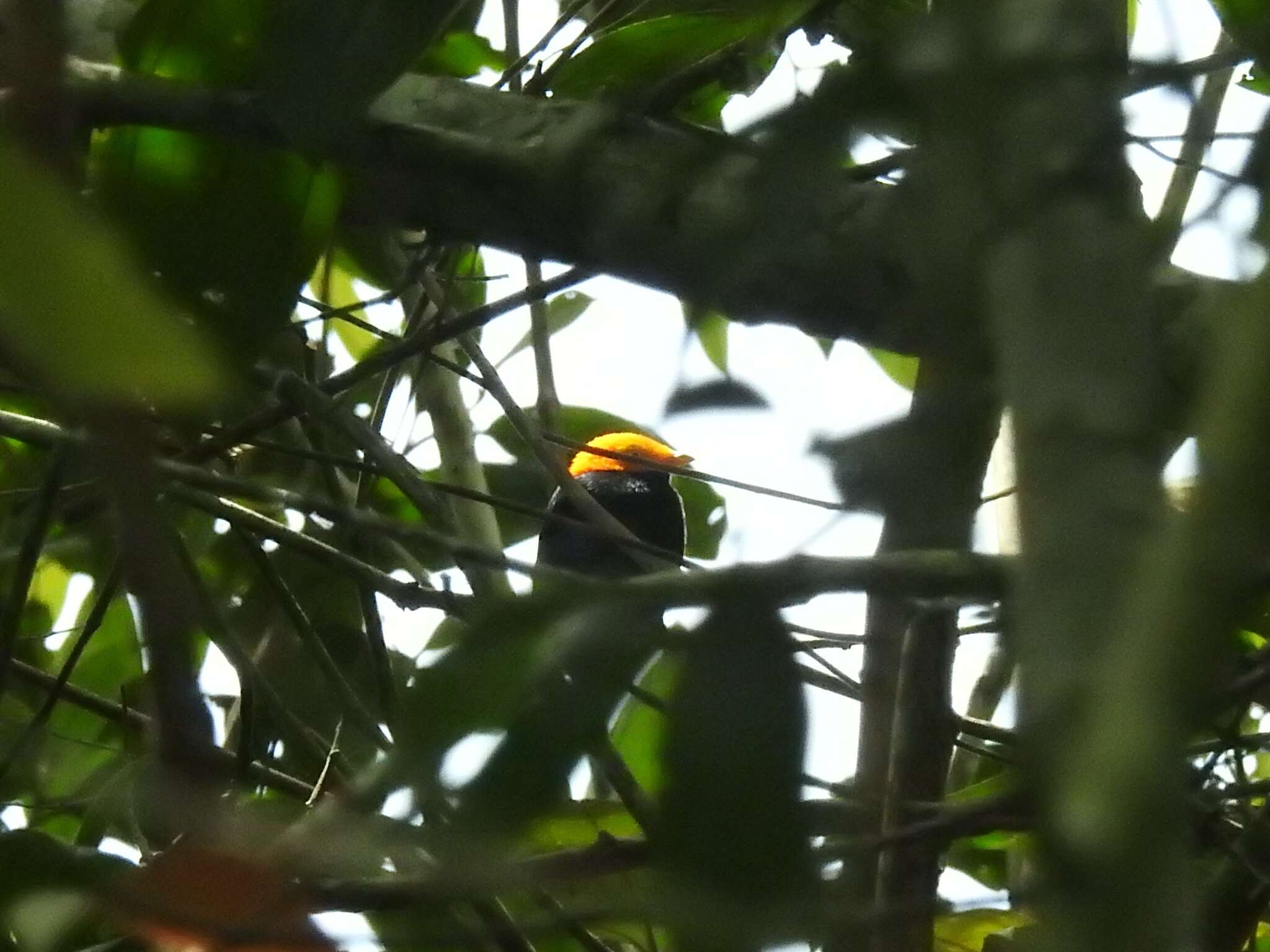 Image of Golden-headed Manakin