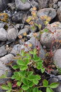 Image de Potentilla asperrima Turcz.