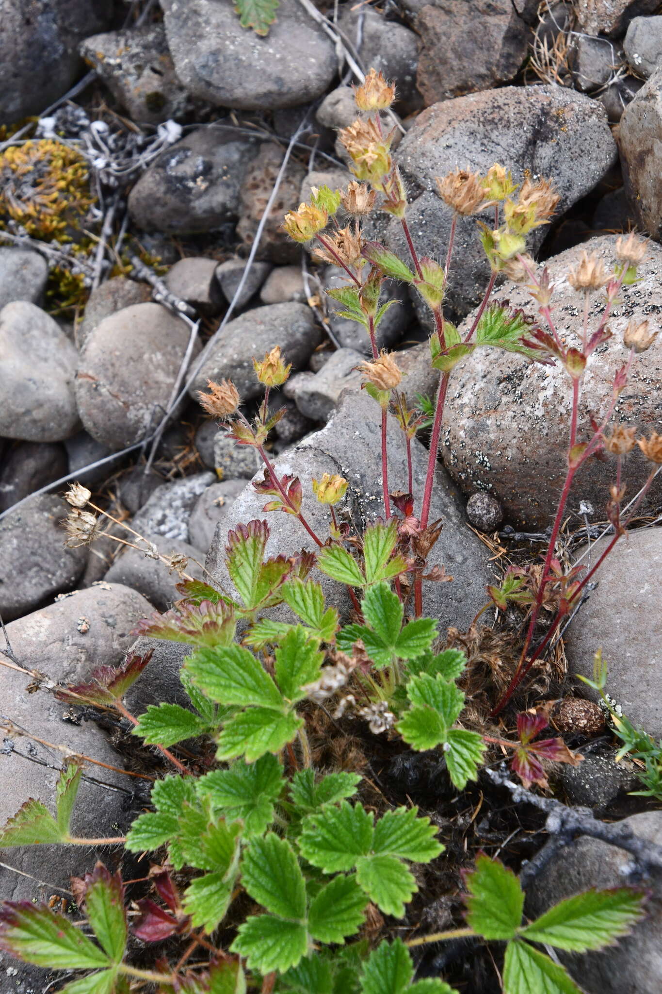 Image de Potentilla asperrima Turcz.