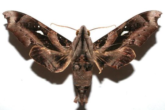 539.blpbg 07 srnp 102837 dhj612801 1178731414 jpg.580x360