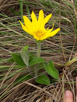 Image of Wedelia foliacea (Spreng.) B. L. Turner