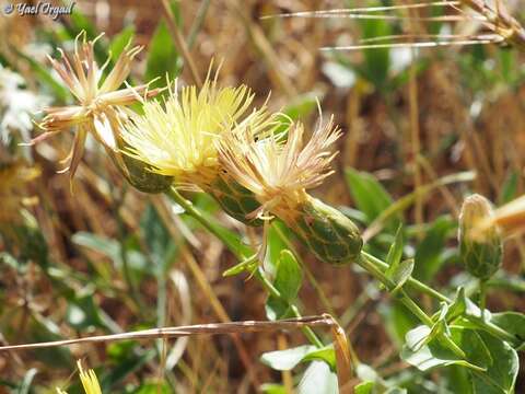 Image of Klasea cerinthifolia (Sm.) Greuter & Wagenitz