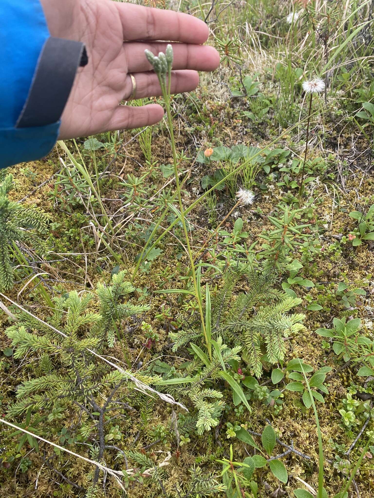 Sivun <i>Saussurea <i>angustifolia</i></i> var. angustifolia kuva