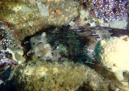 Image of Ornate Wobbegong