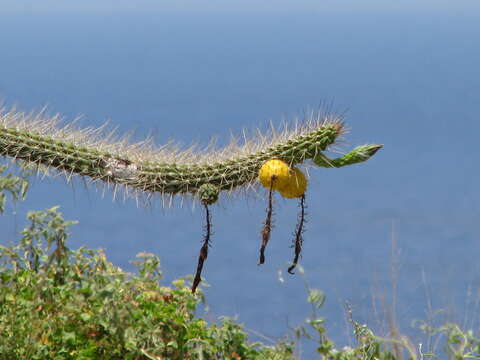 <i>Harrisia caymanensis</i>的圖片