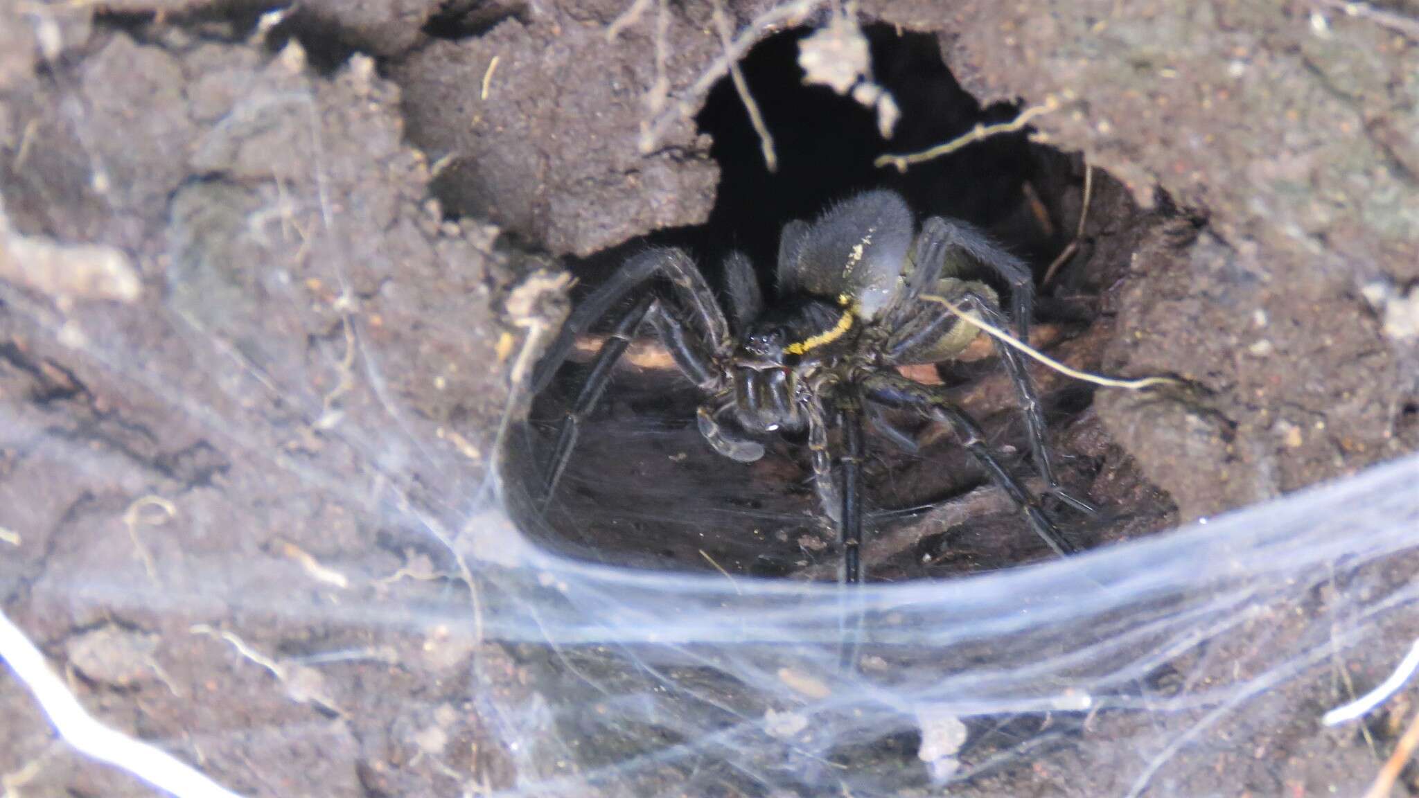 Image of Aglaoctenus oblongus (C. L. Koch 1847)