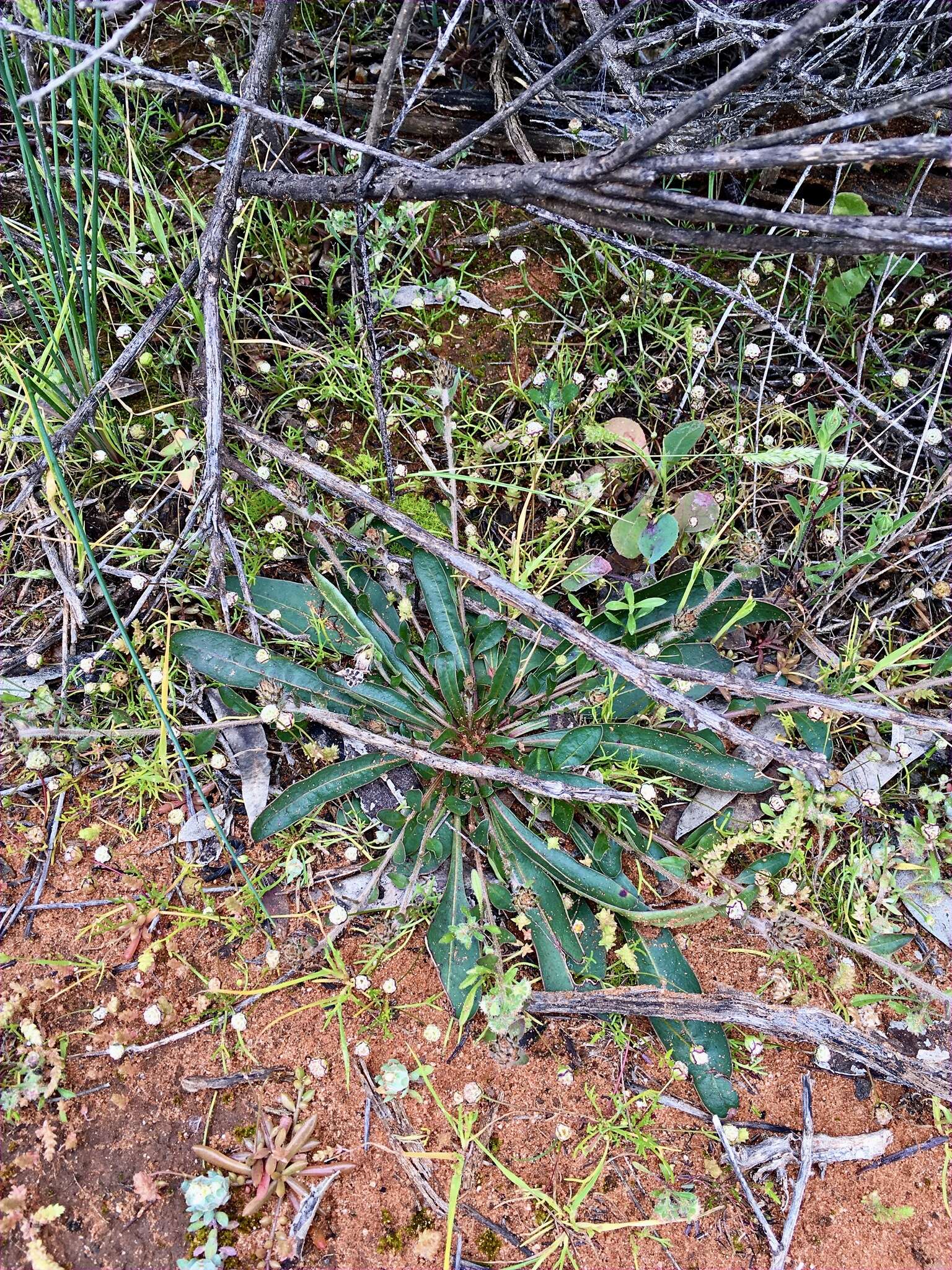 Image de Ptilotus seminudus (J. M. Black) J. M. Black