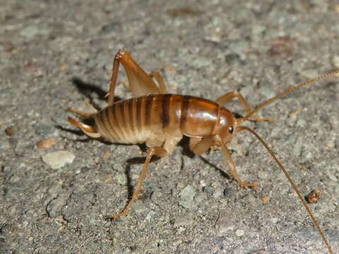 Image of Ceuthophilus (Hemiudeopsylla) hesperus Hubbell 1936