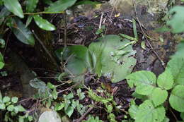 Imagem de Haemanthus deformis Hook. fil.