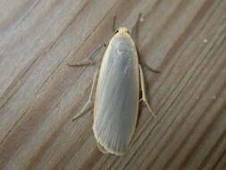 Image of dingy footman