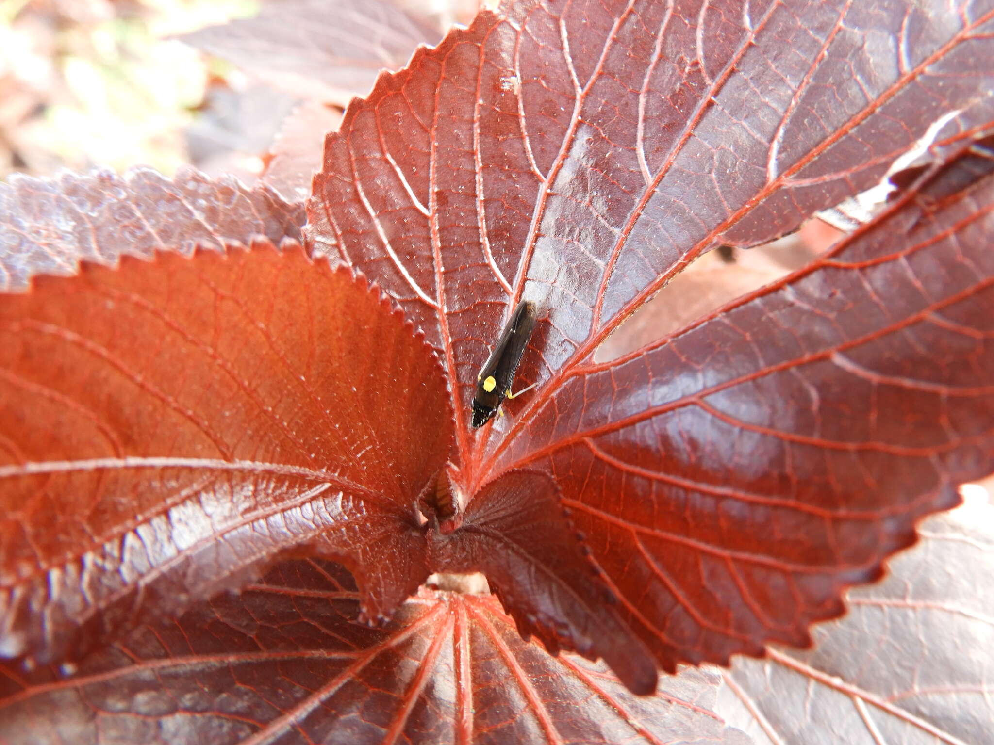 Слика од Acrogonia nigriceps (Signoret 1855)