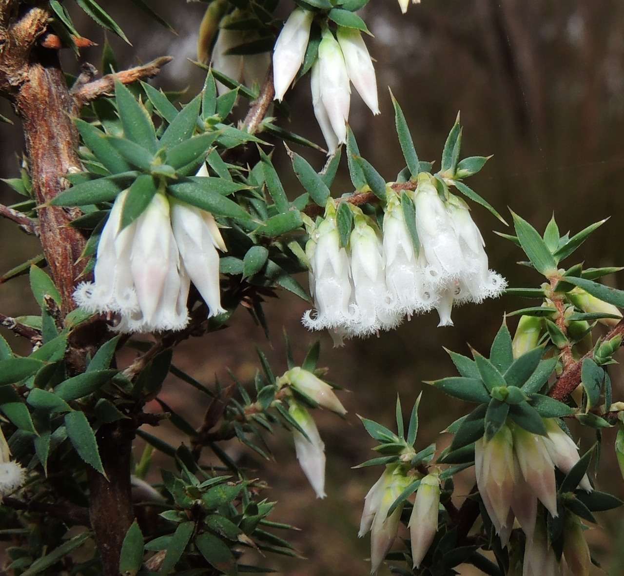 Image of Styphelia fletcheri subsp. brevisepala