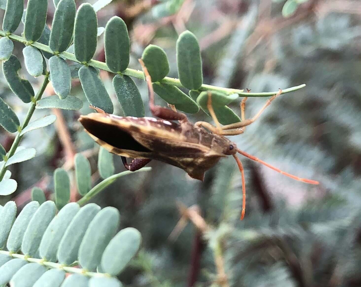 Image of Mozena arizonensis Ruckes 1955