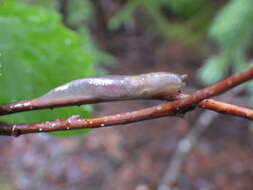 Image of Lehmannia marginata (O. F. Müller 1774)