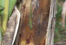 Слика од Phelsuma comorensis Boettger 1913