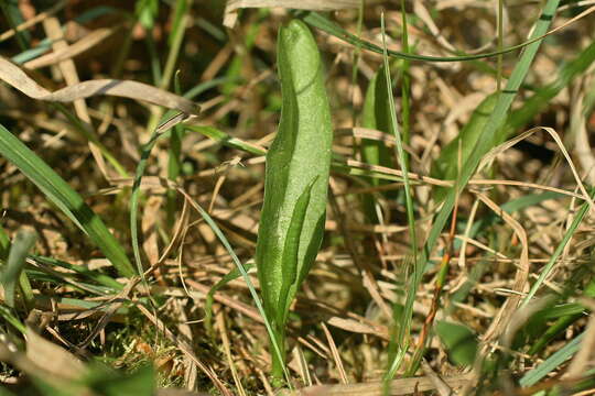 Image de Ophioglossum azoricum C. Presl