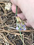 Image of Spear-Bract Blue-Eyed-Grass