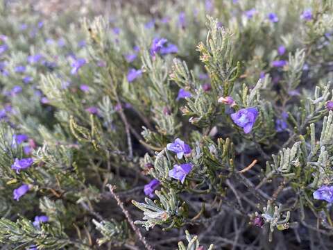 Image of Eremophila caerulea (S. Moore) Diels