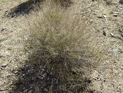 Image of shortleaf baccharis