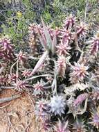 Image of Ceropegia mammillaris (L.) Bruyns