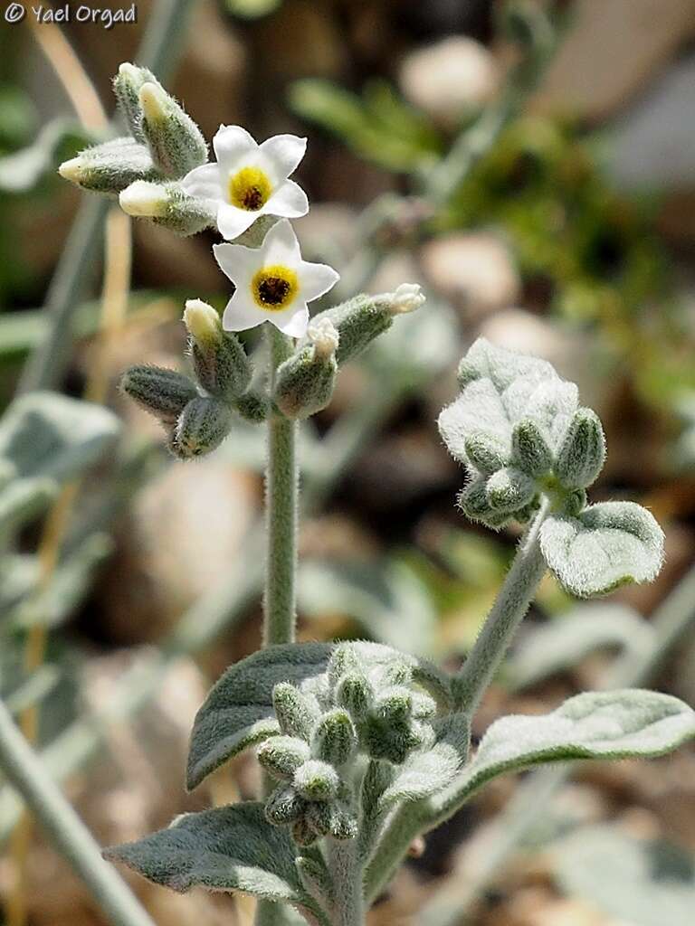 Heliotropium maris-mortui Zohary resmi