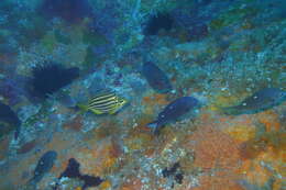 Image of Atypichthys