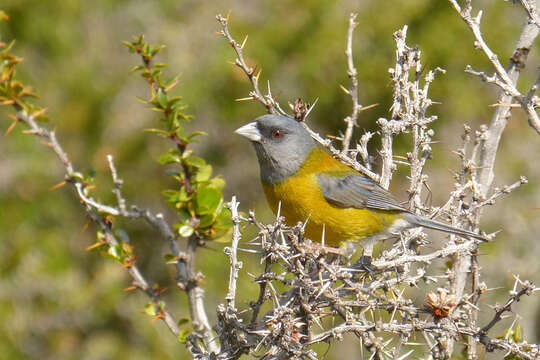 Image of Patagonian Sierra Finch