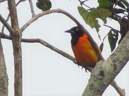 Image of Orange-backed Oriole