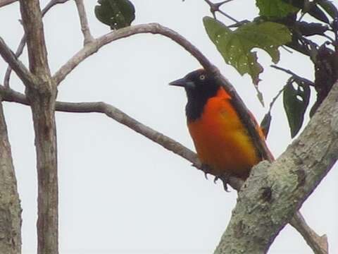 Imagem de Icterus croconotus (Wagler 1829)