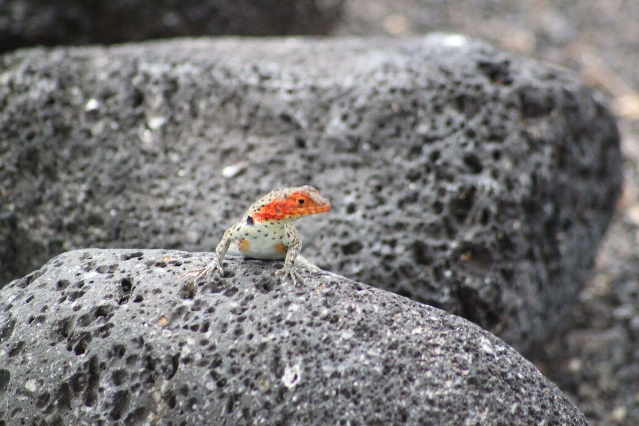 Image of Galapagos Lava Lizard