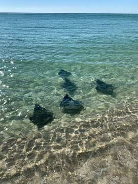 Image of Atlantic Devilray