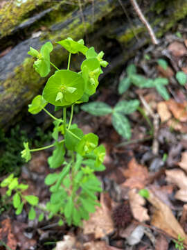 Image of tinted woodland spurge