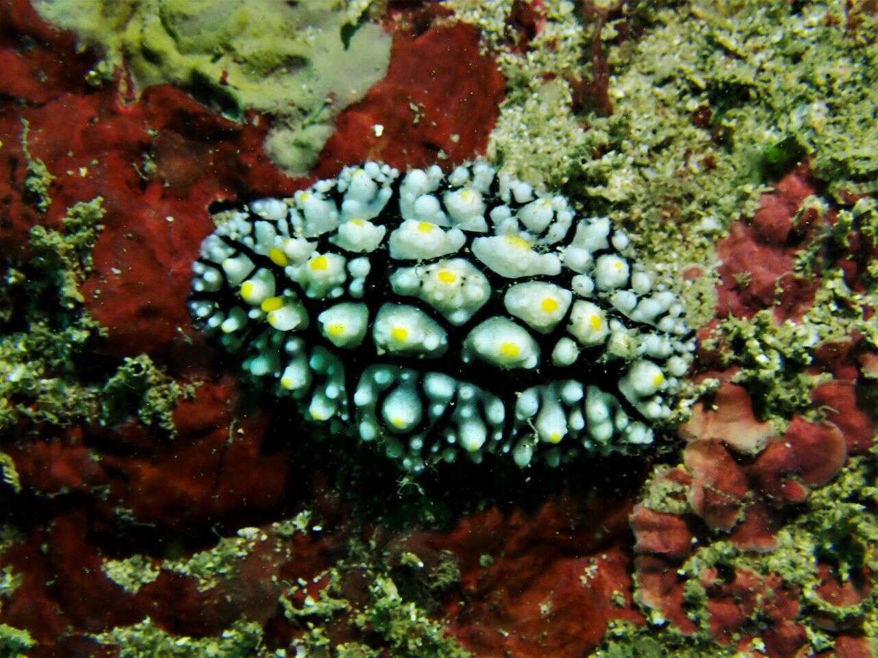 Image of Lumpy black grey orange slug