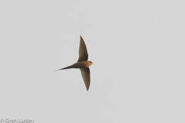 Image of African Palm Swift