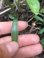 Image of October lady's tresses